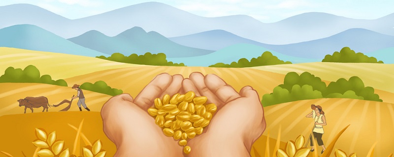 大麦和小麦区别是什么 大麦跟小麦的区别是什么 