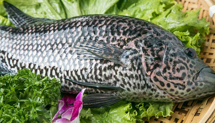 清蒸石斑鱼是哪里的菜 清蒸石斑鱼属于什么菜系
