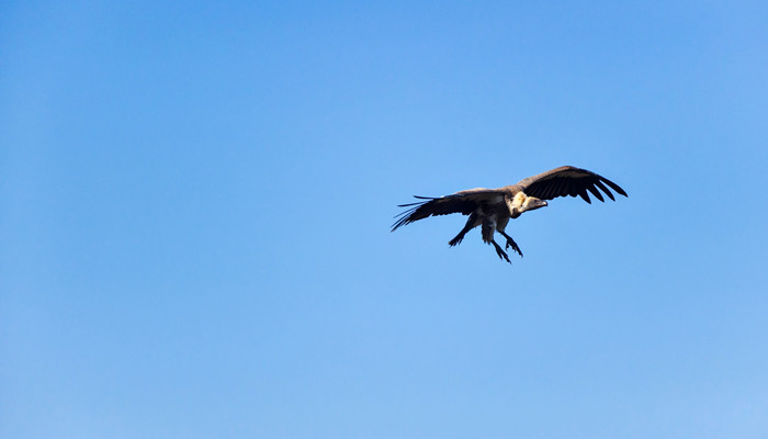 秃鹫的头为什么是秃的 糗问 秃鹫为什么叫秃鹫 