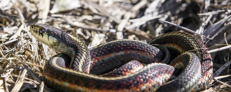 目前世界上最大的蛇 目前世界上最大的蛇类是什么