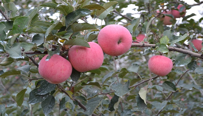 苹果属于哪类水果 苹果属于什么类的水果