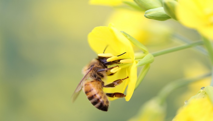 蜜蜂用什么呼吸 蜜蜂依靠什么进行呼吸