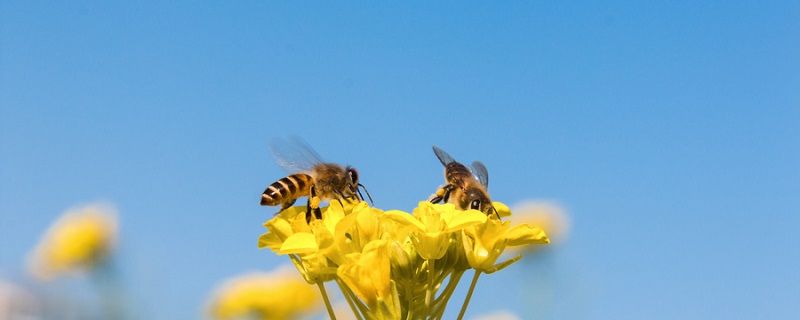 蜜蜂用什么呼吸 蜜蜂依靠什么进行呼吸