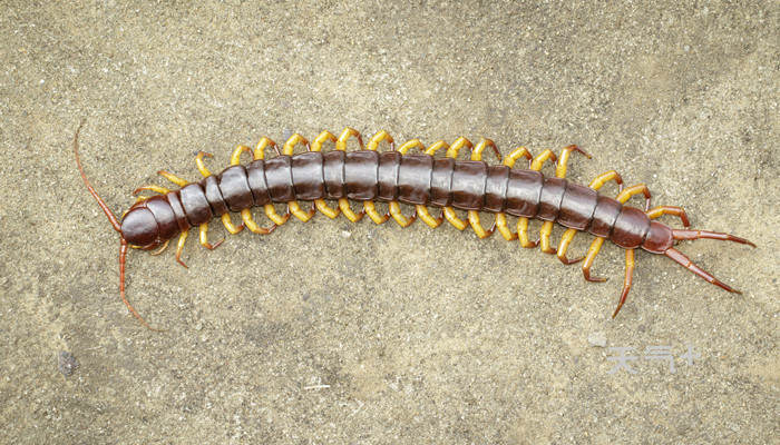 蜈蚣是群居还是独居 蜈蚣是群居还是独居生物