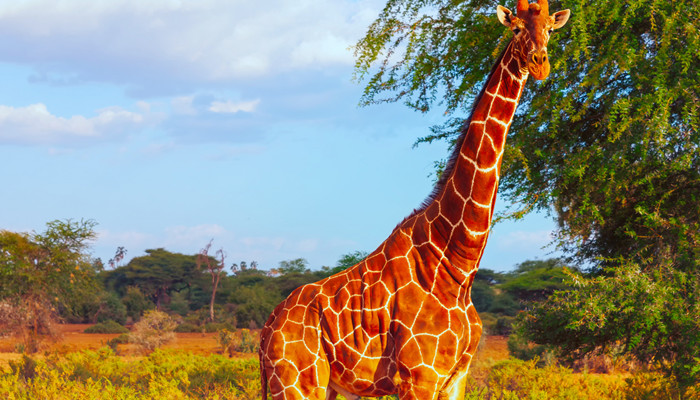 非洲大草原上有什么动物 非洲大草原上都有什么动物 
