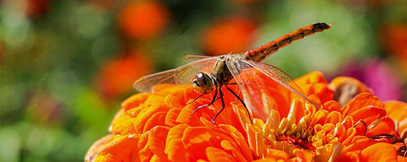 蜻蜓的特征和特点 蜻蜓有什么特征和特点