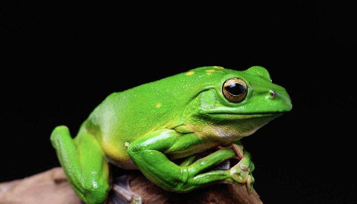 青蛙的呼吸器官是什么 青蛙用什么器官呼吸