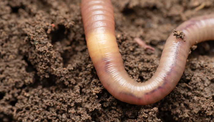 蛐蟮是什么 蛐蟮是什么动物