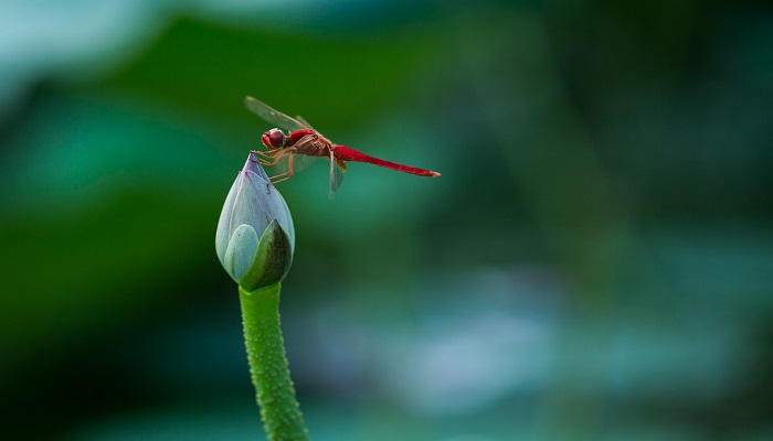 蜻蜓的生活习性 蜻蜓的生活特点是什么