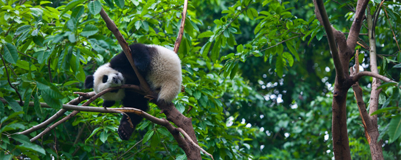 上海动物园有大熊猫吗 上海哪个动物园有大熊猫 