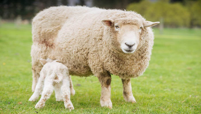 母羊有没有角 母羊有角吗 