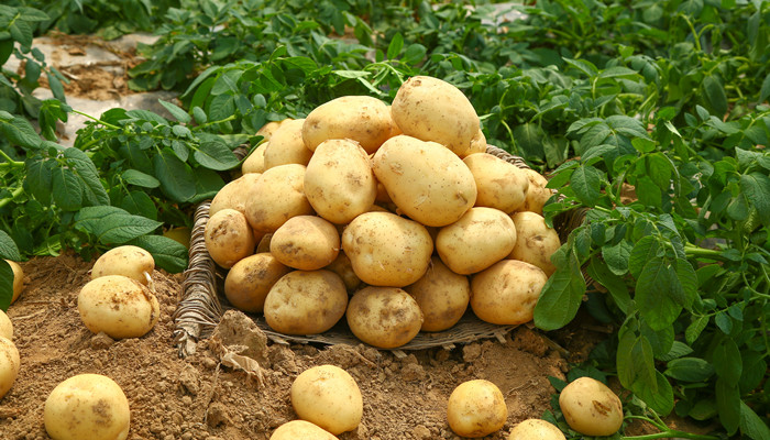 红皮土豆和黄皮土豆区别 红皮土豆和黄皮土豆区别是什么