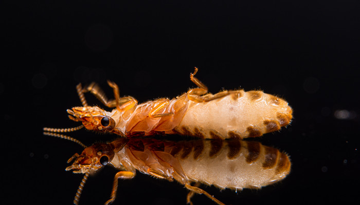 蚜虫的危害 蚜虫的危害有哪些