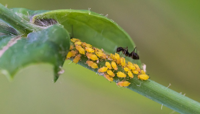 蚜虫的危害 蚜虫的危害有哪些