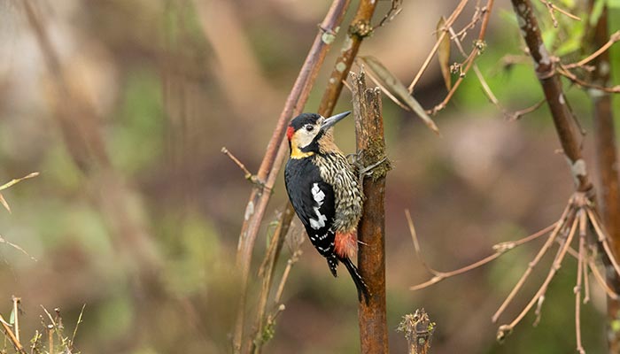 啄木鸟的特点 啄木鸟的特点是什么