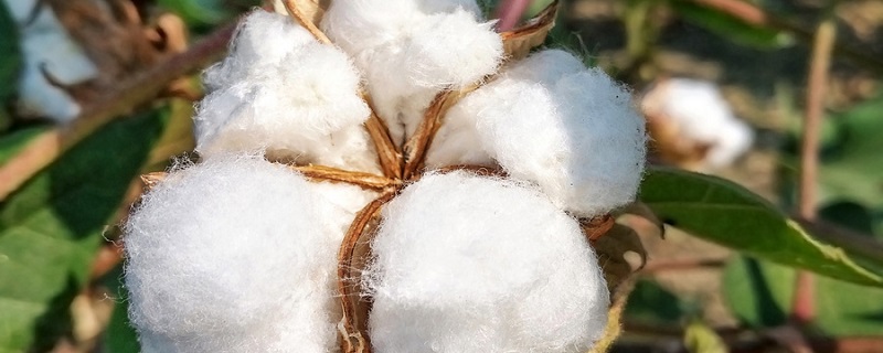 长绒棉是什么面料 长绒棉属于什么面料