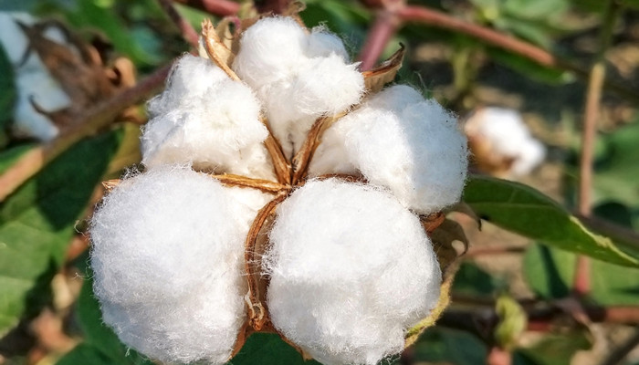棉混纺是什么面料 棉混纺是什么面料组成的