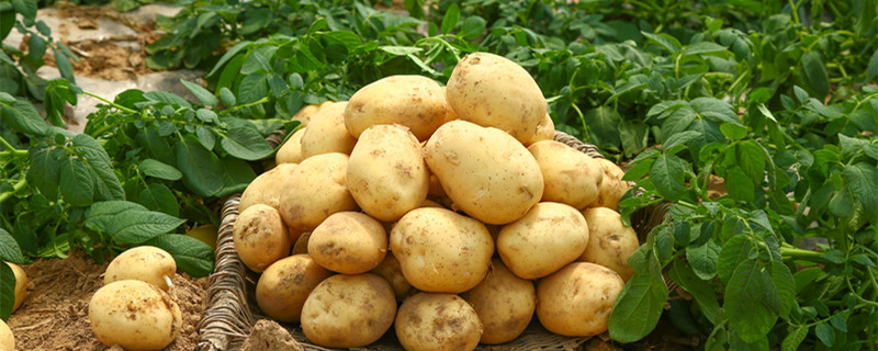 新土豆的长期储存方法 新土豆的长期储存方法有哪些