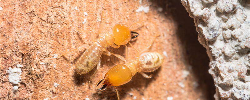 蚂蚁的特征和习性 蚂蚁的特征和习性有哪些