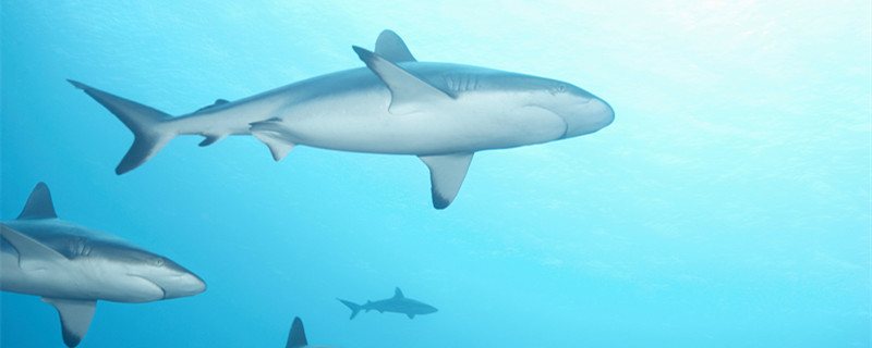 鲨鱼是不是哺乳动物 鲨鱼是什么类动物是哺乳类动物吗 