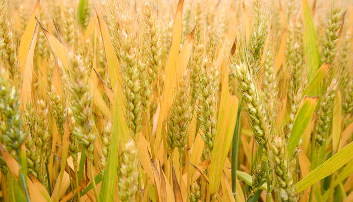 麦子什么季节成熟 麦子是什么季节熟的