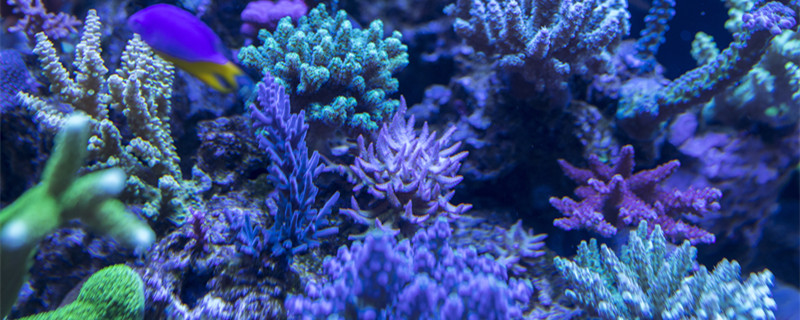 珊瑚是不是生物 珊瑚是属于生物吗