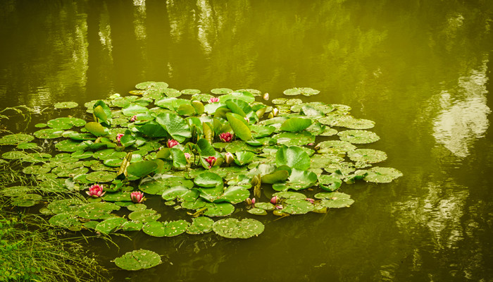 常见水生植物 常见水生植物种类