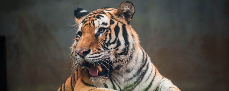 老虎最害怕什么 老虎最害怕什么动物