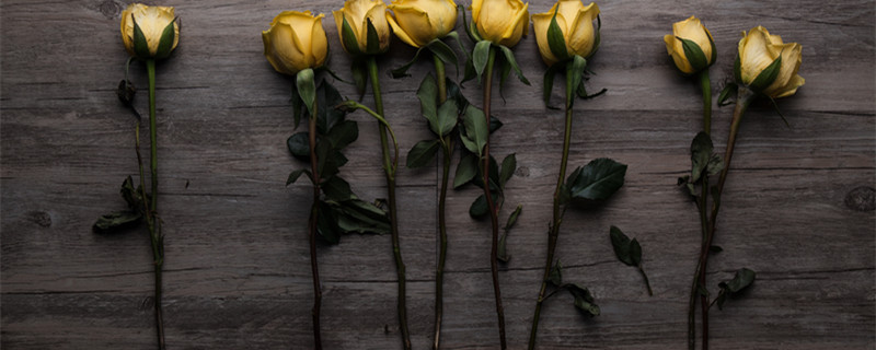 黄玫瑰代表什么 黄玫瑰代表什么花语