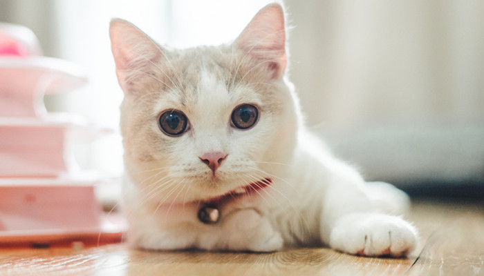 世界上最小的猫 mdash 新加坡猫 身长不足10厘米 身长不足10厘米 新加坡猫多少厘米大