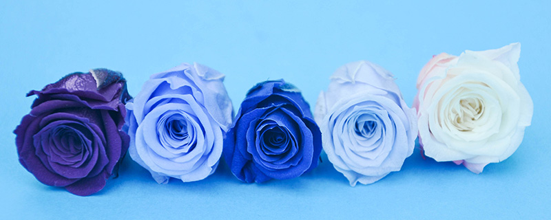 淡蓝色玫瑰花叫什么 花边淡蓝色是什么玫瑰