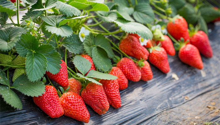 奶油草莓和普通草莓的区别 奶油草莓和普通草莓的区别是什么