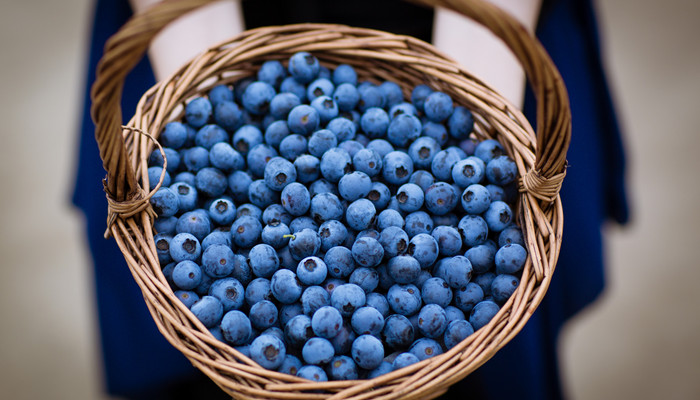 蓝莓籽能吃吗 蓝莓籽可以吃吗