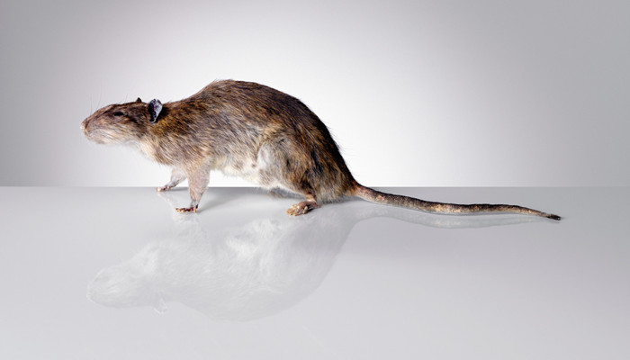 老鼠体内富含一种叫什么的物质 老鼠体内富含的物质叫什么