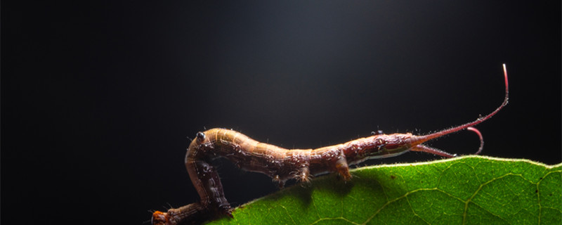 什么是铁线虫 铁线虫是什么
