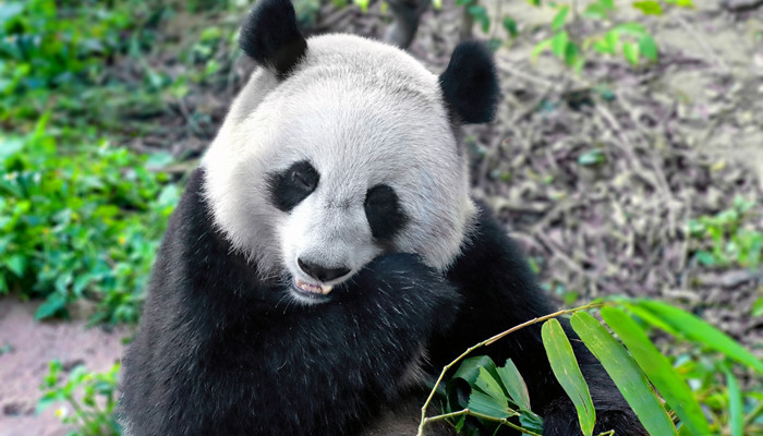 大熊猫的生活习惯 大熊猫的生活习惯是什么