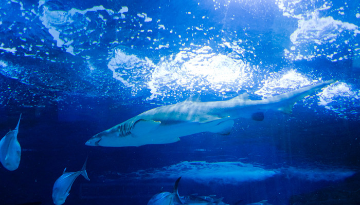 鲨鱼用什么呼吸 鲨鱼是用什么呼吸