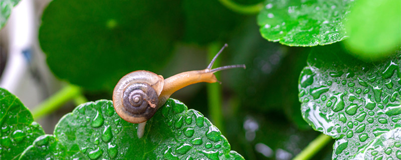 蜗牛是益虫还是害虫 蜗牛是益虫还是害虫的影响