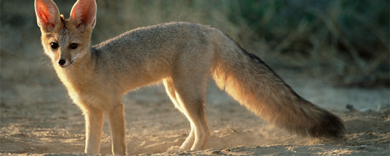 狐狸古代的别称是夜行还是阿紫 夜行还是阿紫在古代哪个是指狐狸