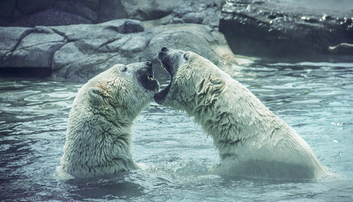 北极熊是哺乳动物吗 北极熊是什么类动物