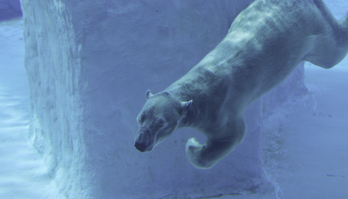 北极熊是哺乳动物吗 北极熊是什么类动物