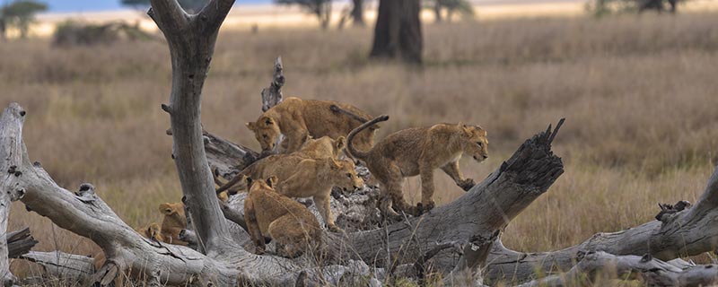 狮群的狩猎主要是由雄狮来完成的吗 狮群的狩猎主要是否是雄狮来完成的