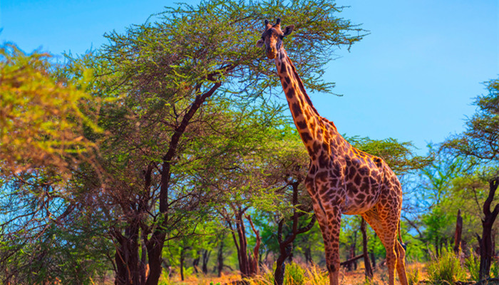 长颈鹿每天睡多长时间 长颈鹿睡多长时间