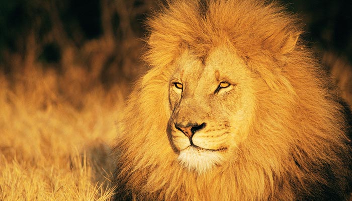 狮群的狩猎主要是由雄狮来完成的吗 狮群的狩猎主要是否是雄狮来完成的