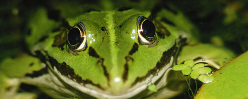 角蛙的寿命有几年 角蛙的寿命有多长