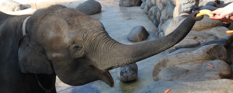 大象怀孕期长达两年是真的吗 大象怀孕期是不是长达两年