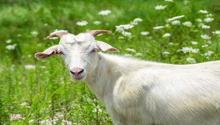 羊的瞳孔为什么是方的 为什么羊的瞳孔是方的