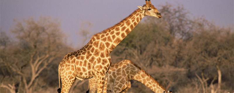 长颈鹿是哺乳动物吗 长颈鹿是不是哺乳类动物