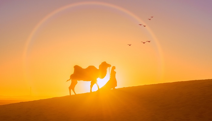 骆驼驼峰里储存的是什么 骆驼的驼峰是用来储存什么的