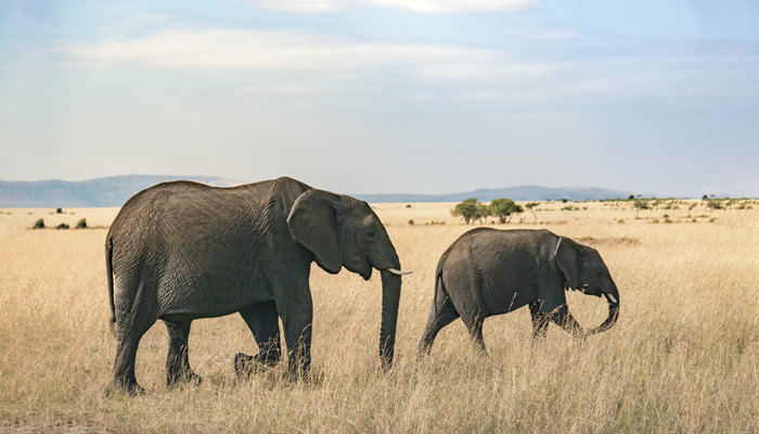 大象怀孕多久生产 大象一般怀孕多久生